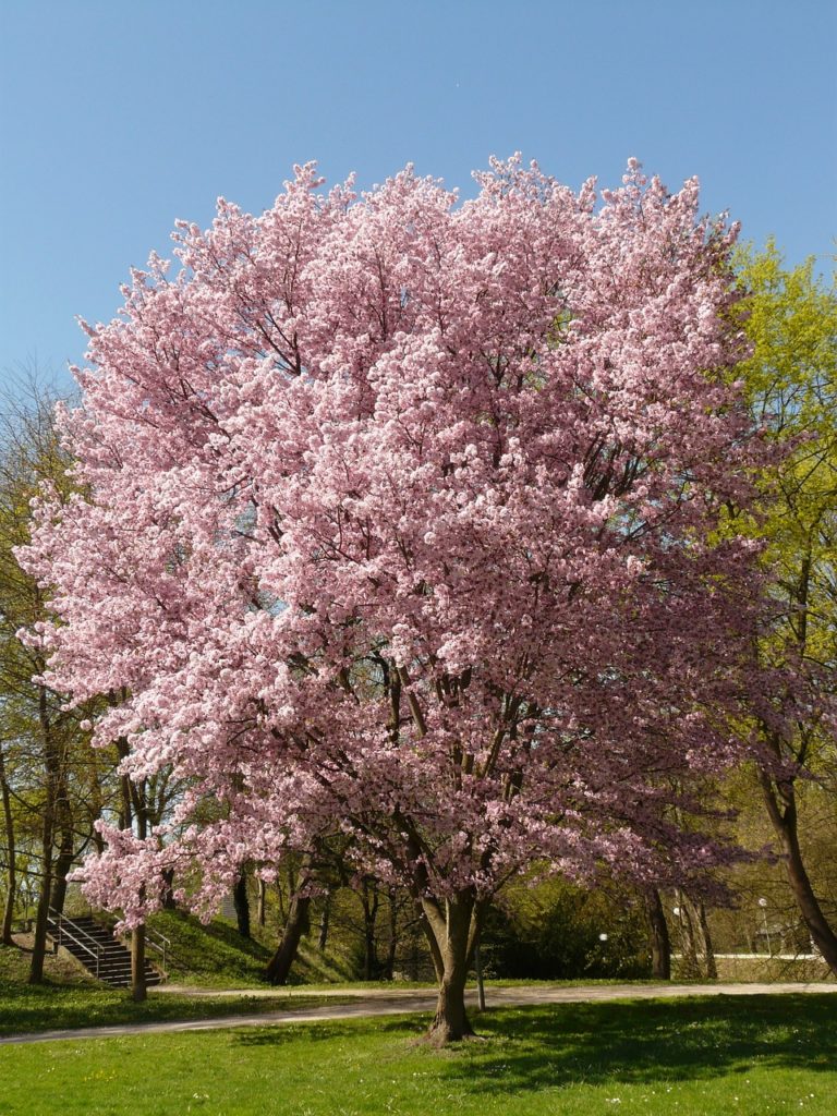 cherry blossom, blossom, bloom-6507.jpg