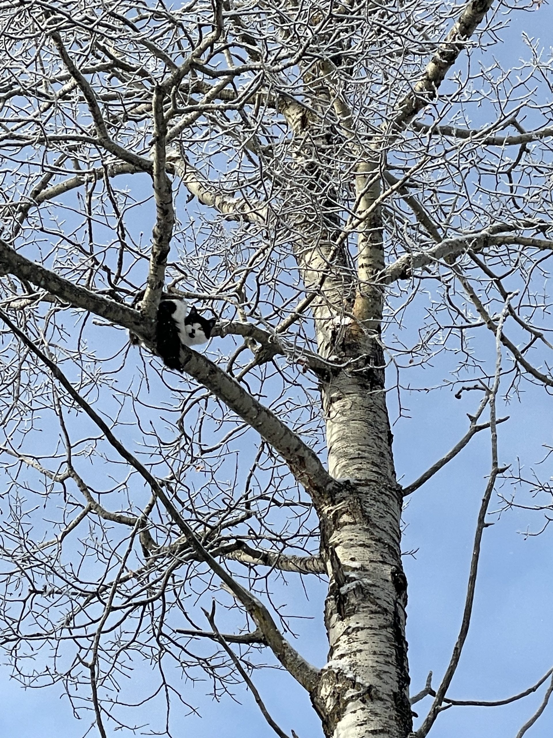 cat rescue edmonton