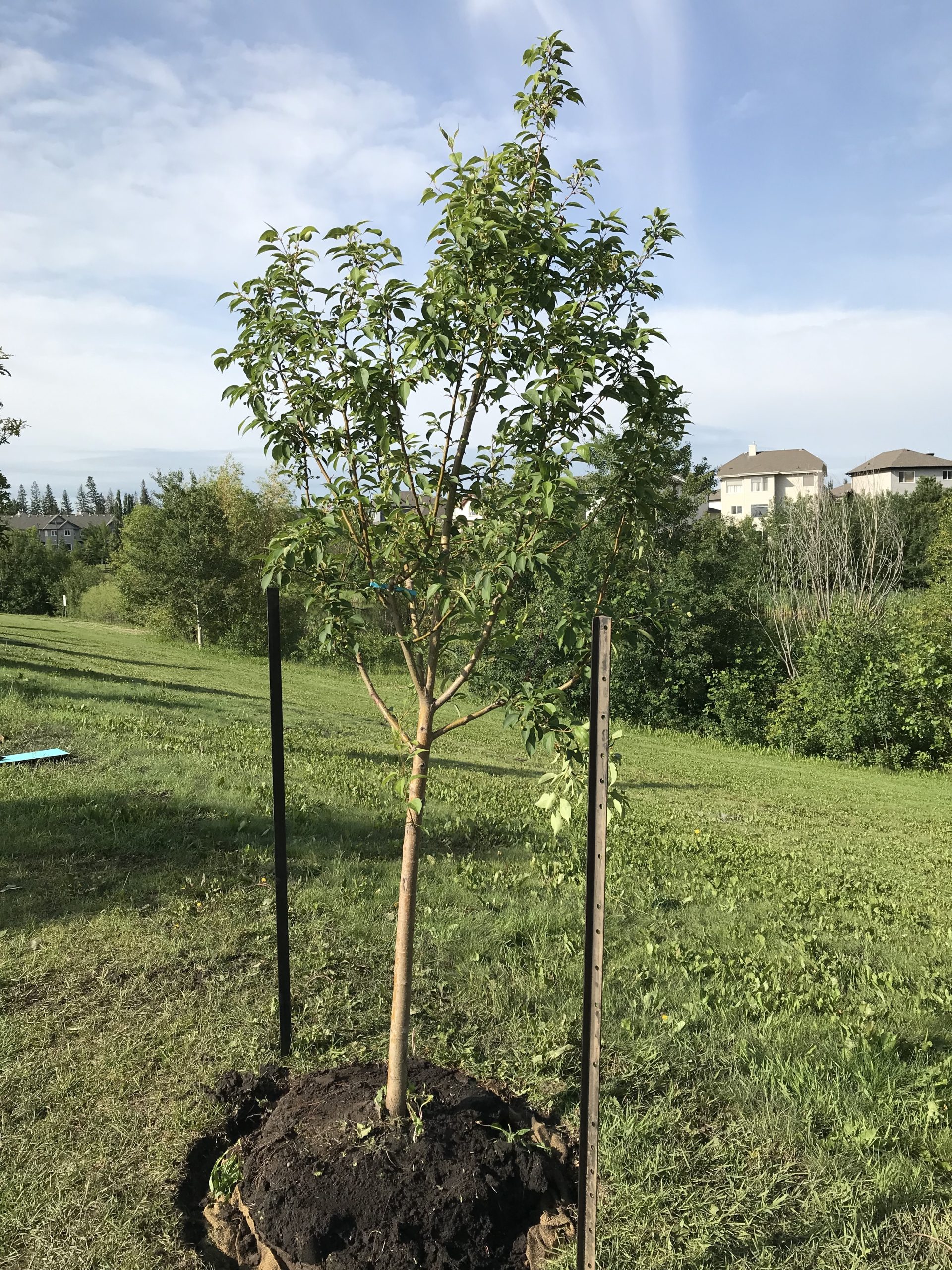 tree planting edmonton