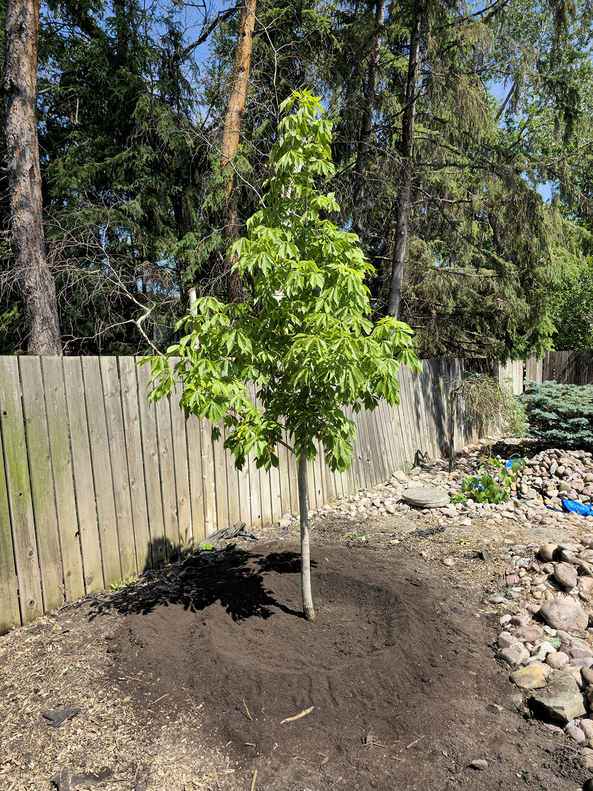 Edmonton tree planting service from expert Edmonton arborist