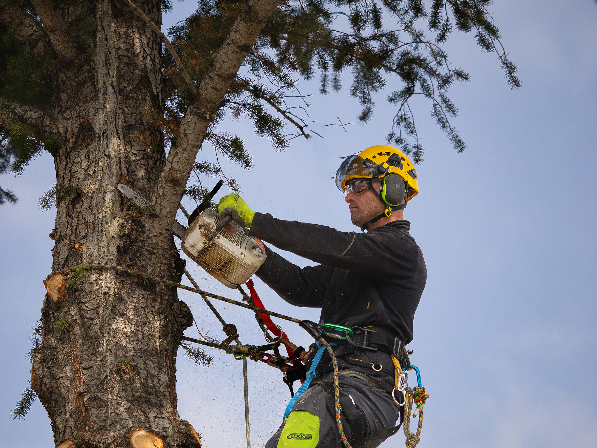 Foy Tree Care chainsaw tree removal image