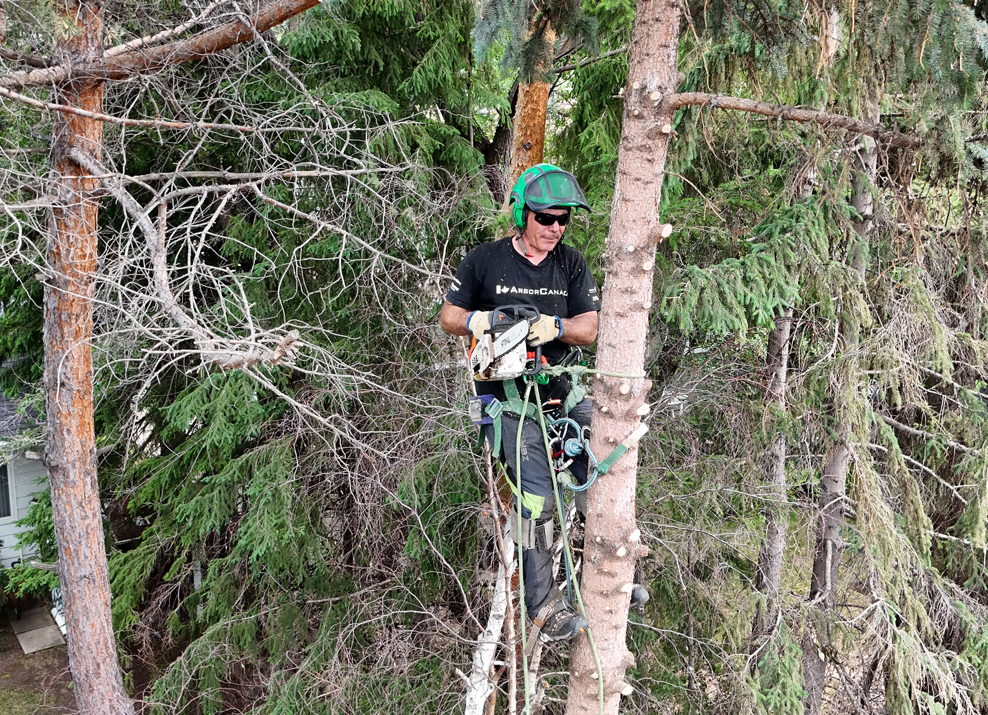 Foy Tree Care forest tree removal in Edmonton, Alberta