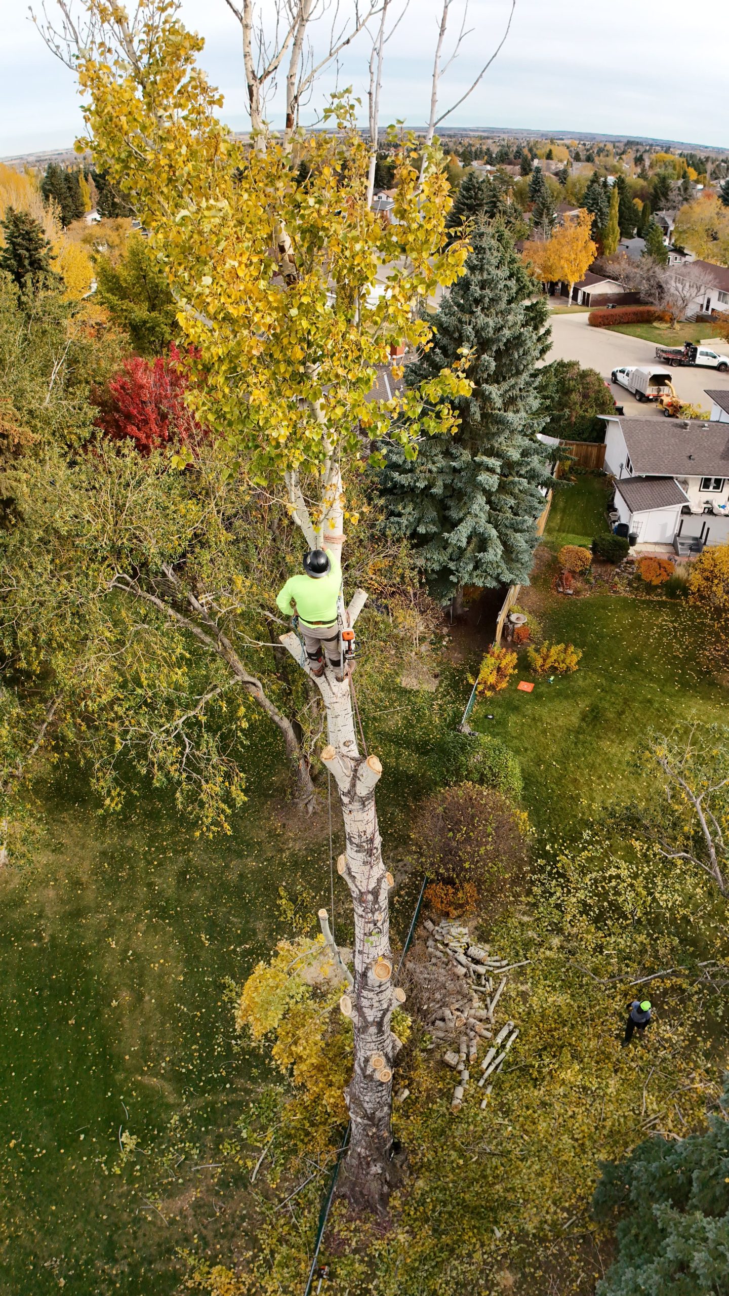 Foy Tree Care large tree removal cost