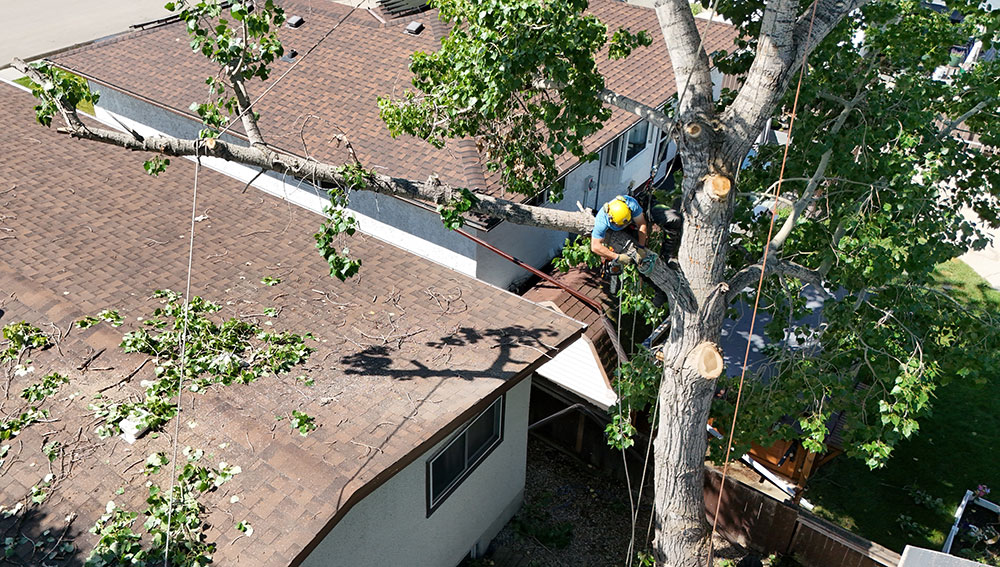 Foy Tree Care neighborhood tree removal image