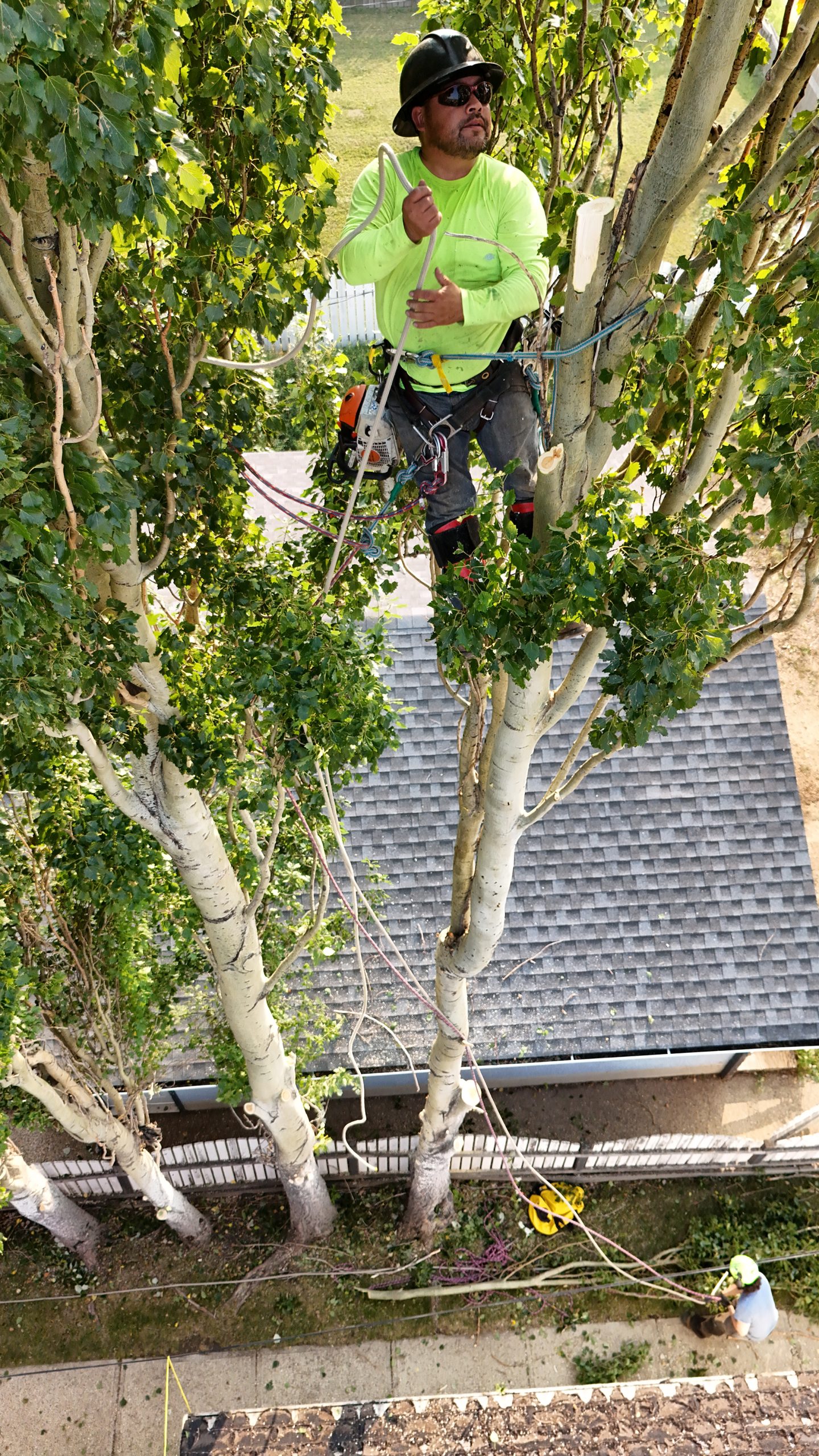 Foy Tree Care professional rope system for tree removal in edmonton