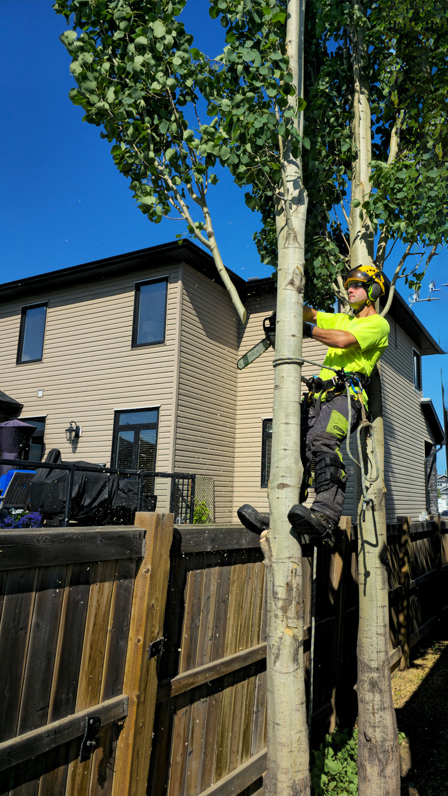 Foy Tree Care tree removal in Edmonton house image