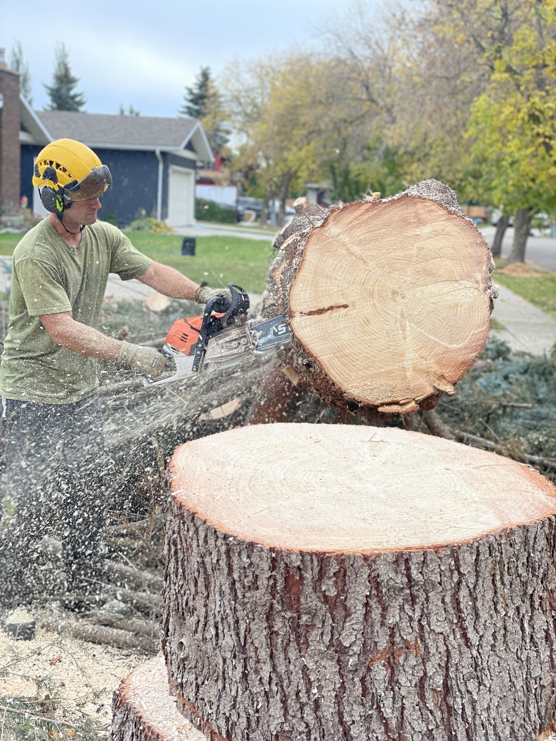 Foy Tree Care tree removal worker cutting tree down in Edmonton