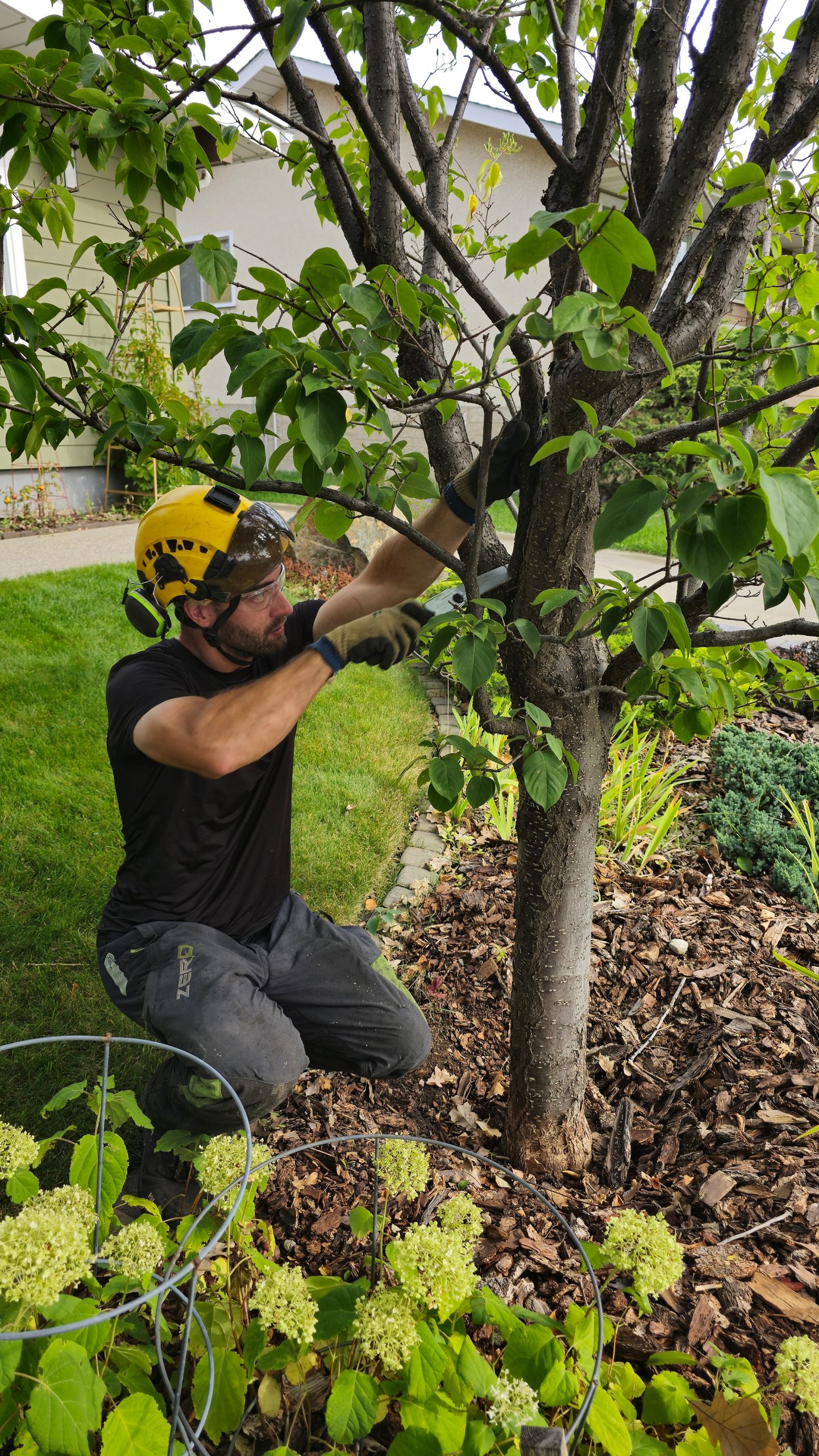 Precise tree pruning and trimming at Edmonton home
