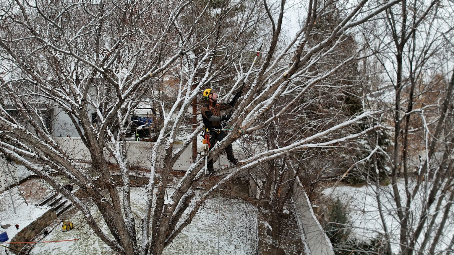Tree trimming and pruning in edmonton winter