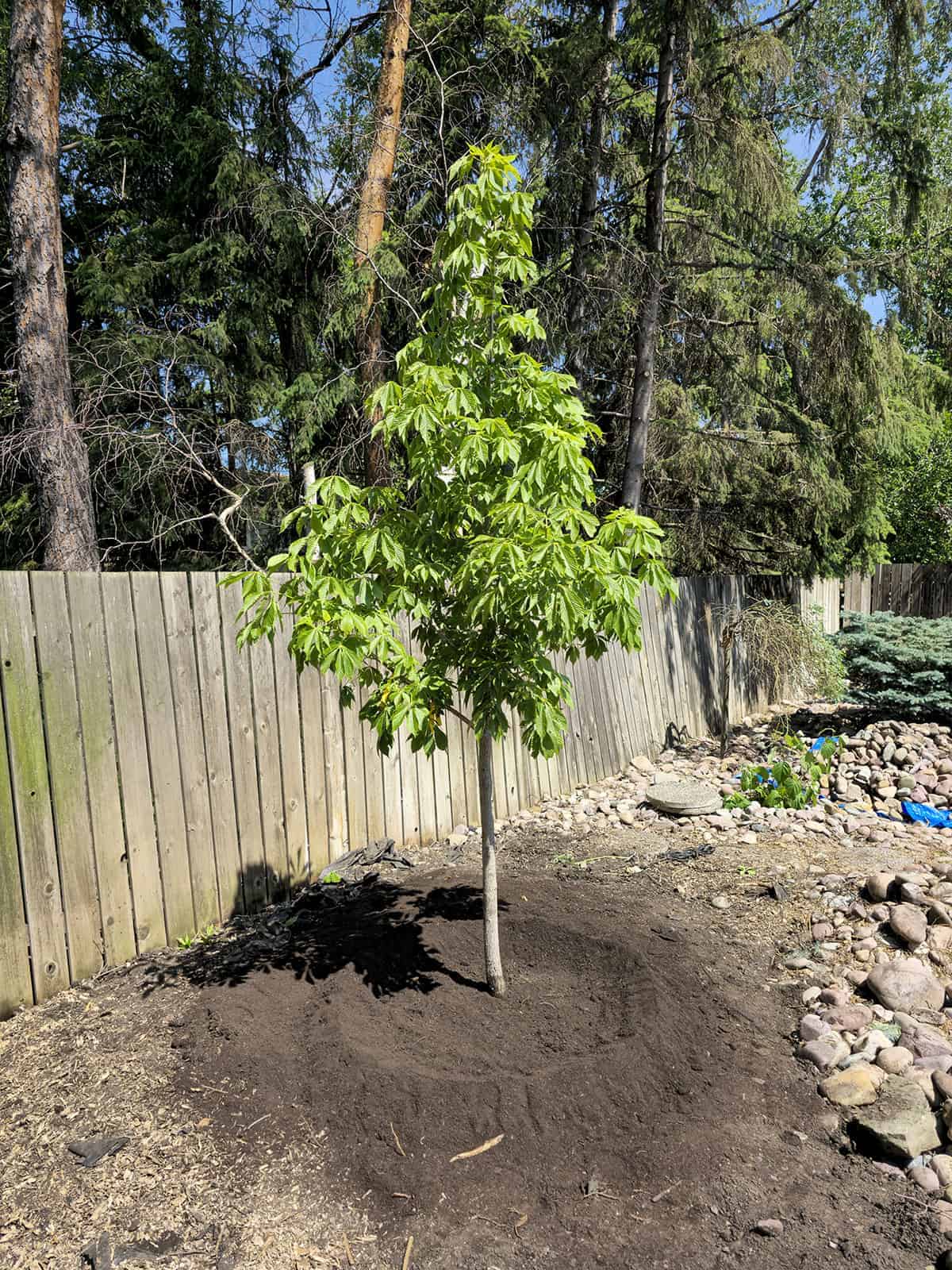 Healthy young tree after tree planting in Edmonton, with rich soil and a wooden fence in the background