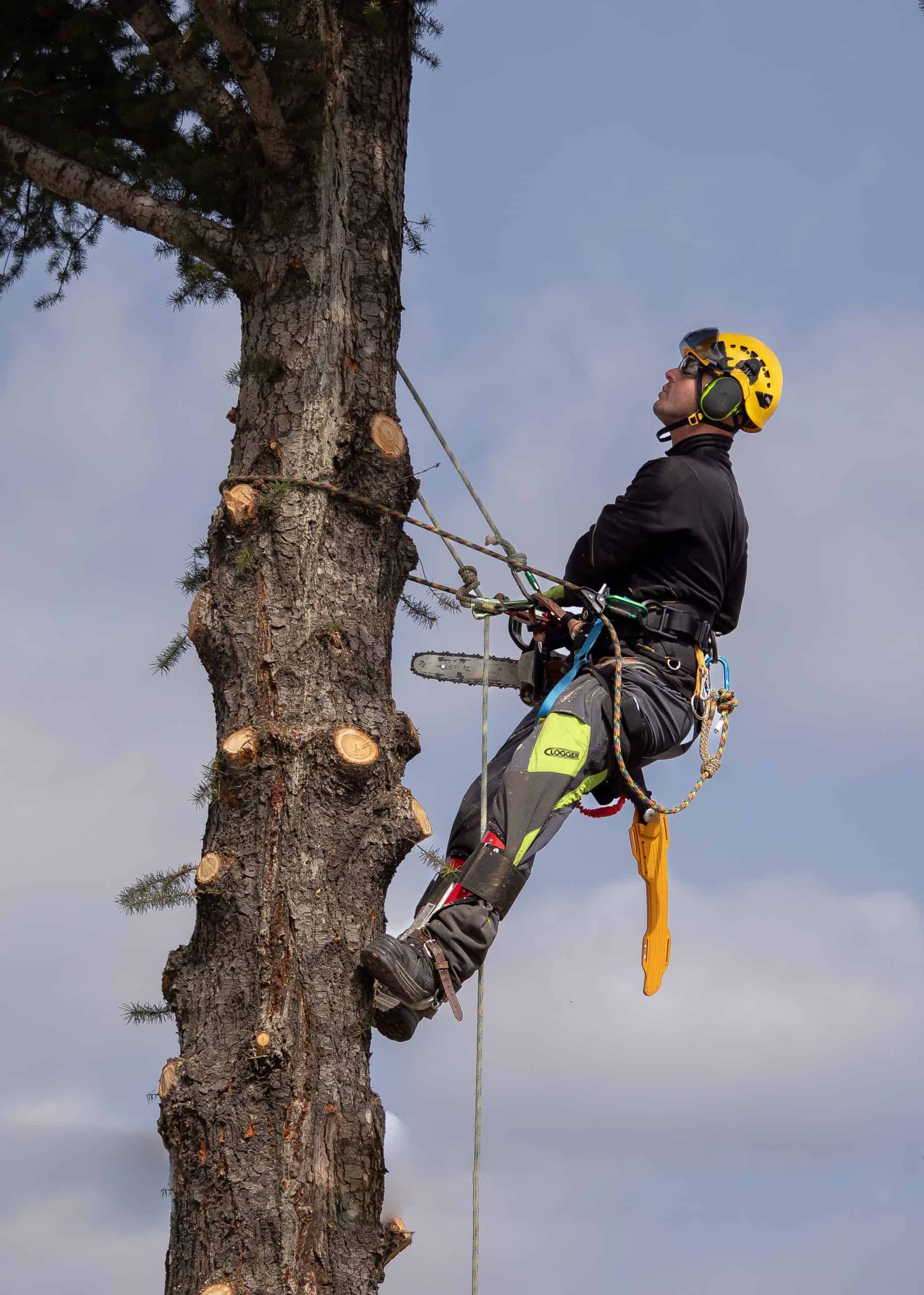 Professional arborist climbs tall tree with chainsaw for pruning – ABOUT FOY TREE CARE’s expert service in action.