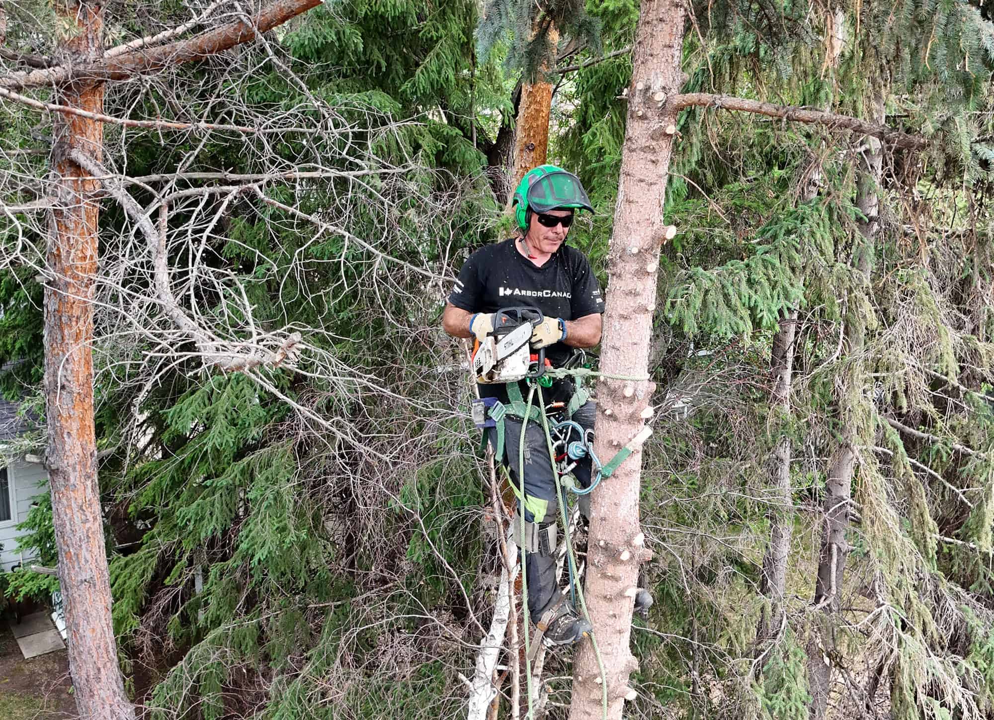 Professional tree removal by an ISA Certified arborist in Edmonton, Alberta, offering quality ISA Certified Tree Services in Edmonton, Alberta & surrounding areas