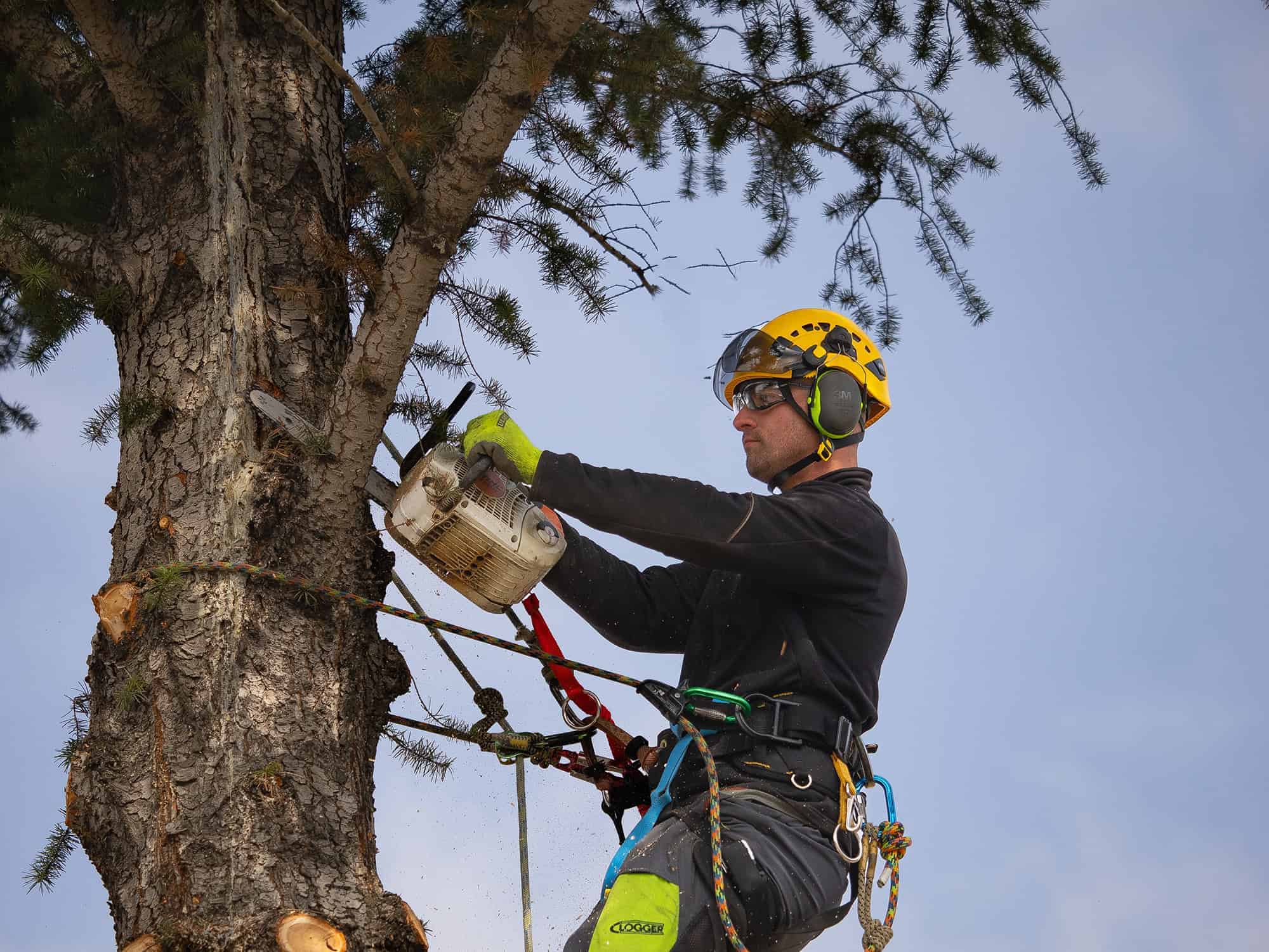 Professional tree removal expert using a chainsaw for tree removal in Edmonton, cutting down a tree in a forest