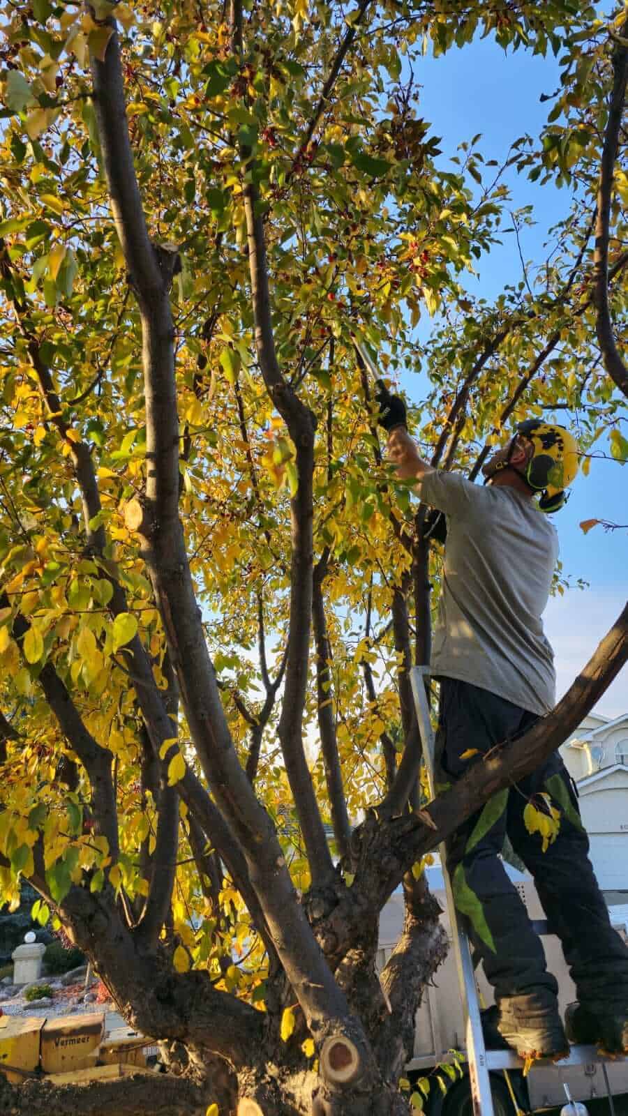 Tree pruner trimming branches in an autumn tree with golden leaves, reflecting tree pruning costs in Edmonton during fall