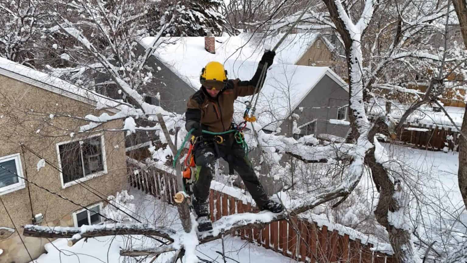 Tree pruning professional working on snow-covered branches during winter, showcasing tree pruning costs in Edmonton for cold climates