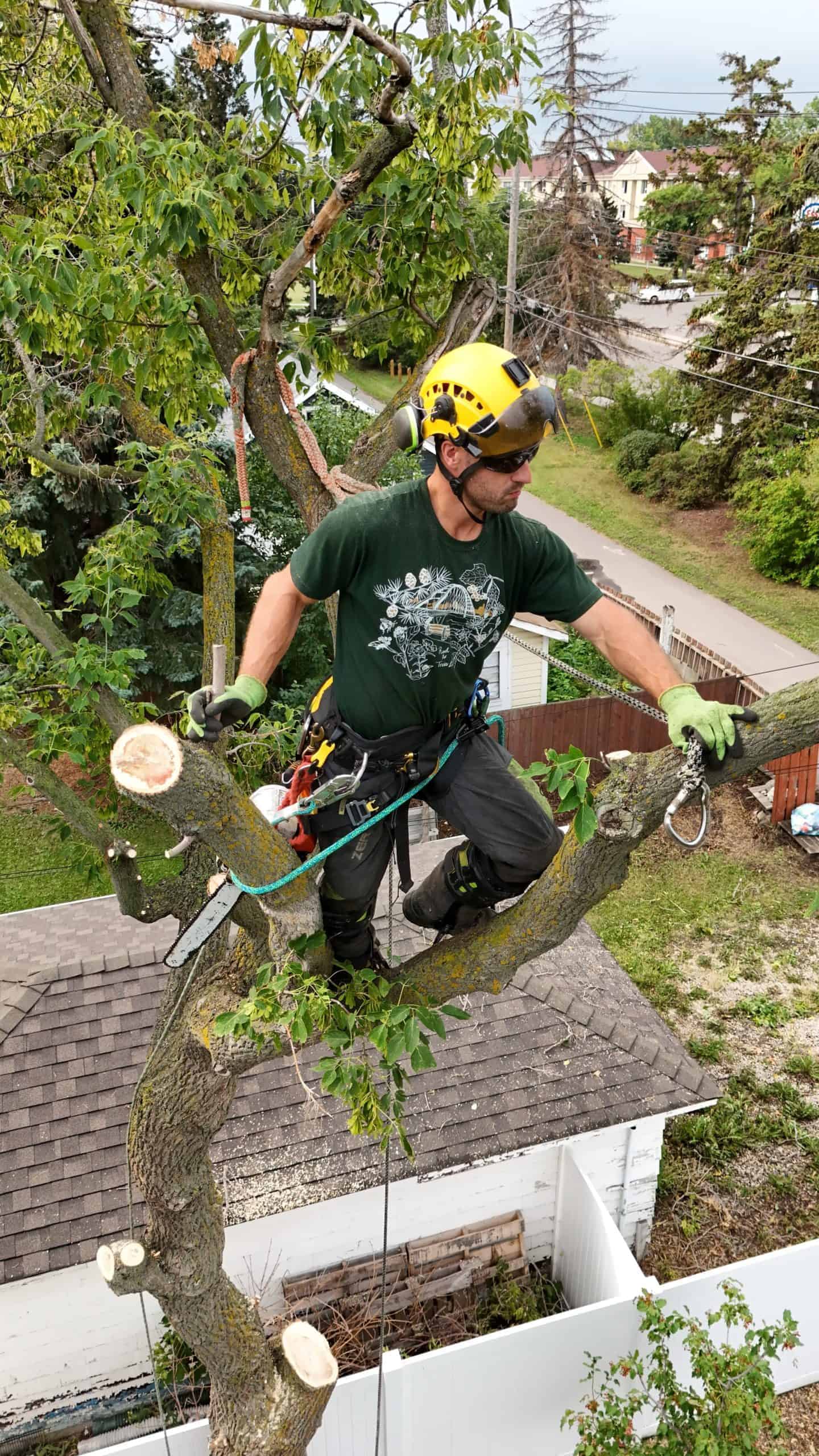 Tree trimming high above ground as part of tree removal cost Edmonton, with a professional arborist working on a large tree