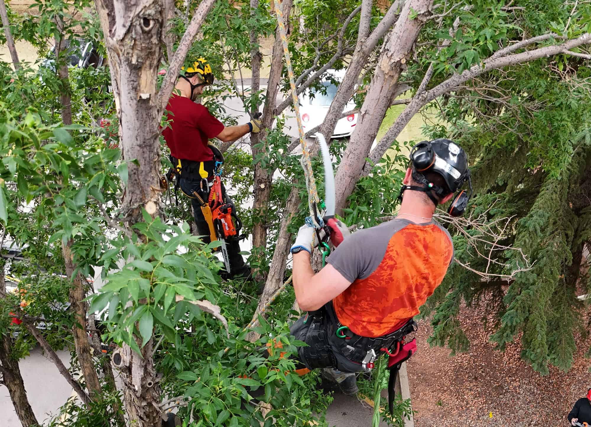 Two arborists providing professional tree removal services in Edmonton, Alberta, specializing in ISA Certified Tree Services in Edmonton, Alberta & surrounding areas